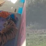 Tiger-attacks-2025-12-1ac565869d21b5aaf5adbc1e4080dd02-3x2-1