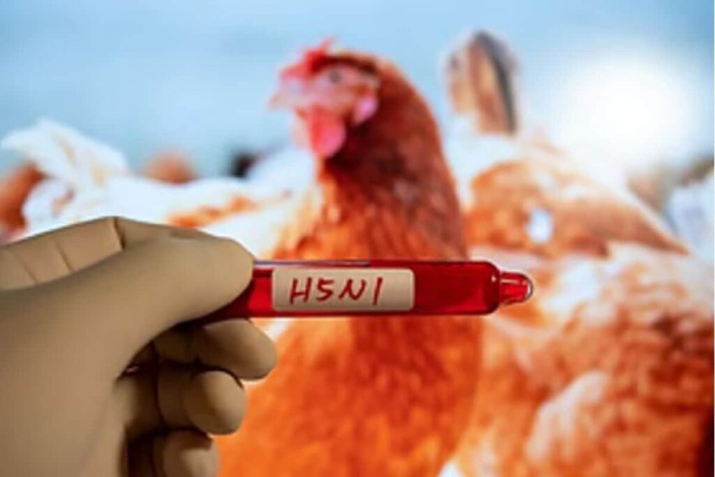 bird-flu-2025-12-108ed5d3b084da603570c1406b89a381-3x2-1