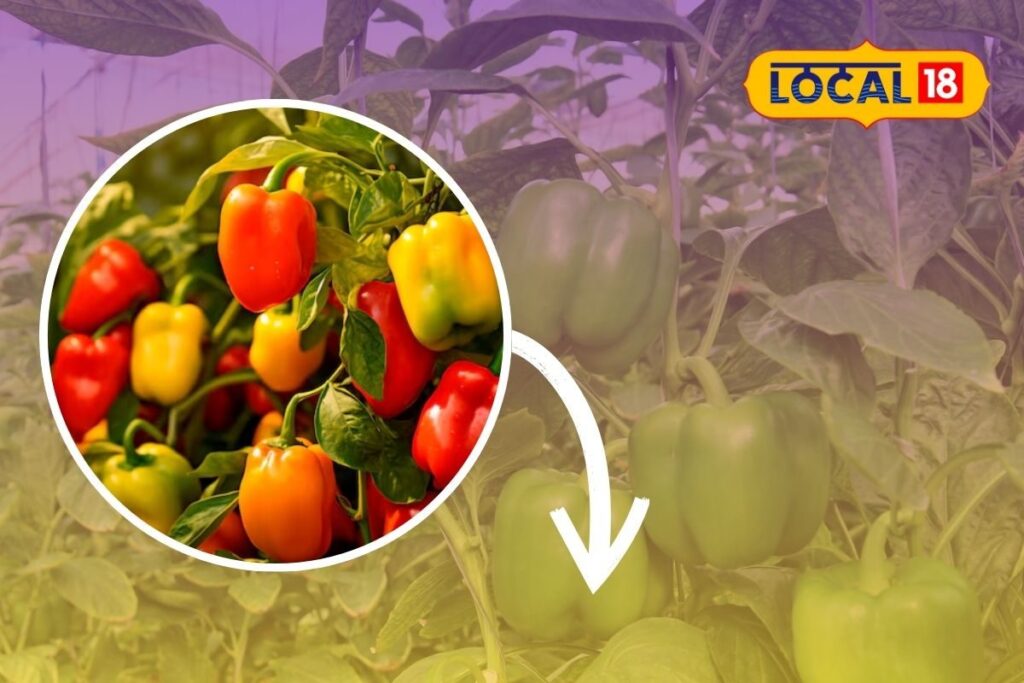 capsicum-farming-tips-2025-12-143e9b832c6d1ec4955356127095e1ed-3x2-1
