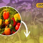 capsicum-farming-tips-2025-12-143e9b832c6d1ec4955356127095e1ed-3x2-1