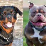 dog-ban-2025-12-fa9cd822aa853ac7c7a5d6b5cf21182e-3x2-1