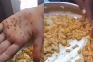 karnataka-3-2025-12-28879066ac7e2950ea0848b3f0177359-3x2-1