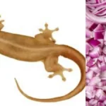 lizard1200-1766670070