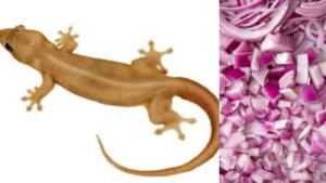 lizard1200-1766670070