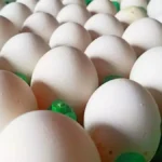 newproject16-1765969302