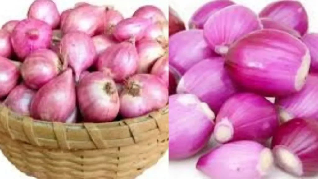 onion1200-1766925485