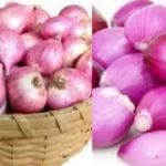 onion1200-1766925485