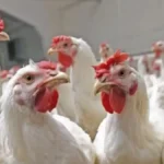 24074626-kozhi1-1767289717