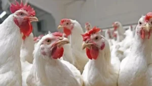 24074626-kozhi1-1767289717