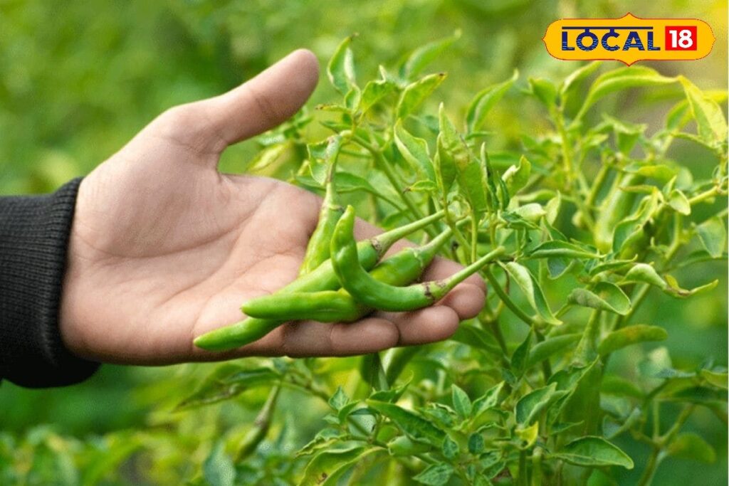 HYP_5667755_cropped_28122025_084559_image_search_1766891052805_2-3x2-1