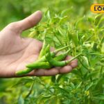 HYP_5667755_cropped_28122025_084559_image_search_1766891052805_2-3x2-1