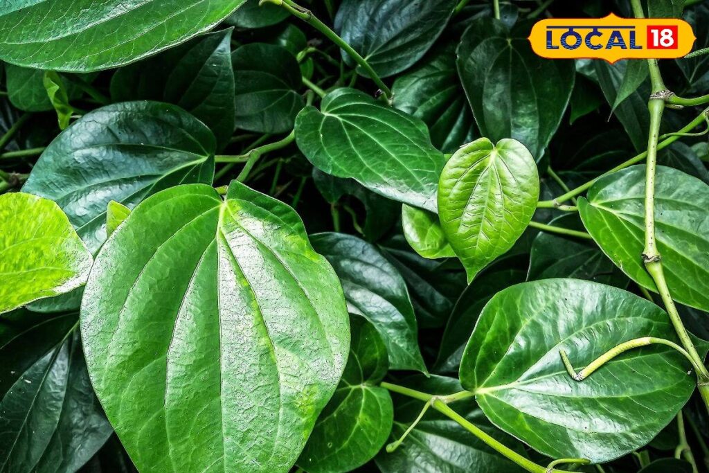 HYP_5677050_cropped_01012026_203018_image_search_1767267368446_1-3x2-1