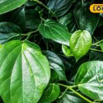 HYP_5677050_cropped_01012026_203018_image_search_1767267368446_1-3x2-1