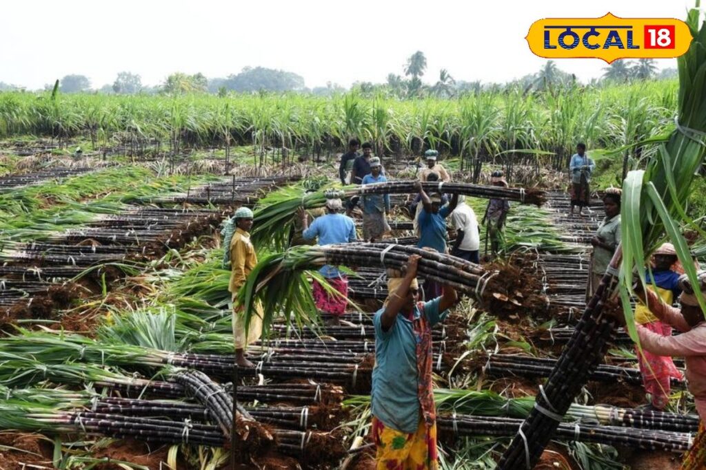 HYP_5697156_cropped_11012026_182724_sugarcane05_watermark_1101_1-3x2-1