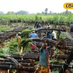 HYP_5697156_cropped_11012026_182724_sugarcane05_watermark_1101_1-3x2-1