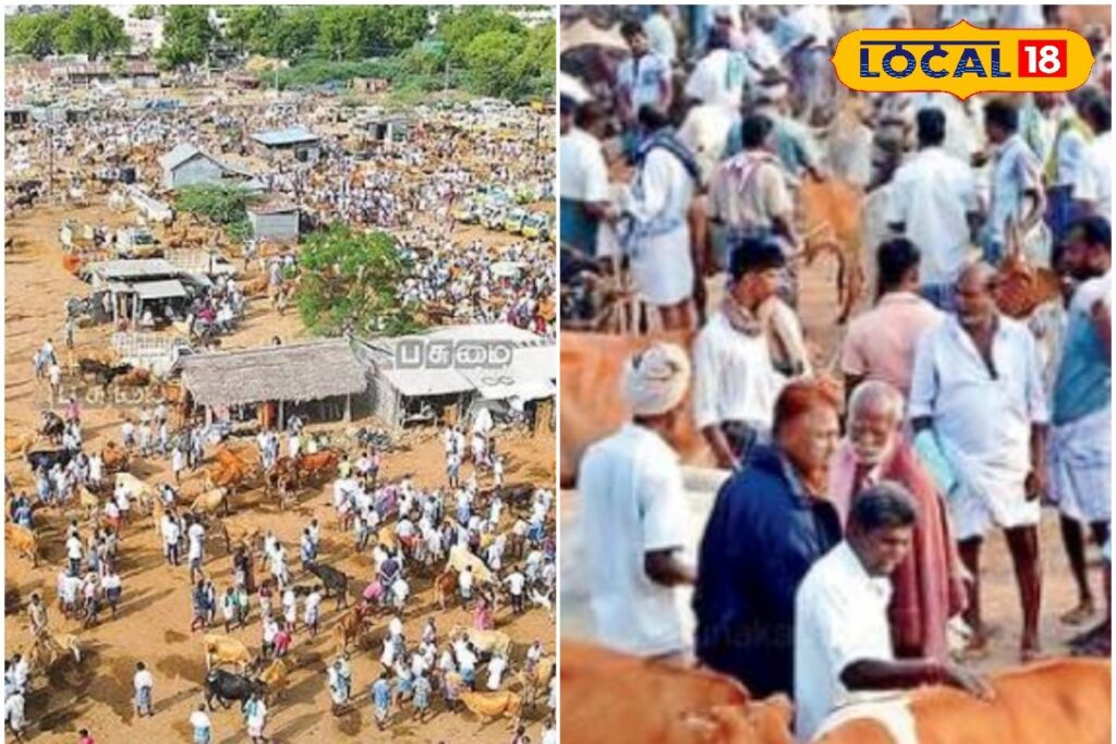 HYP_5701969_cropped_13012026_223920_inshot_20260113_223153830__2-3x2-1