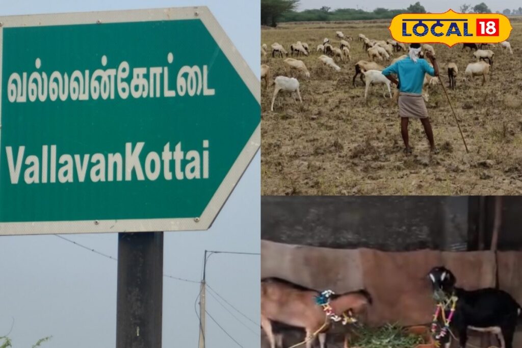 HYP_5706550_cropped_16012026_103848_inshot_20260116_103836728__1-3x2-1