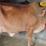 HYP_5712597_cropped_19012026_115240_images_9_20260119t11465140_2-3x2-1