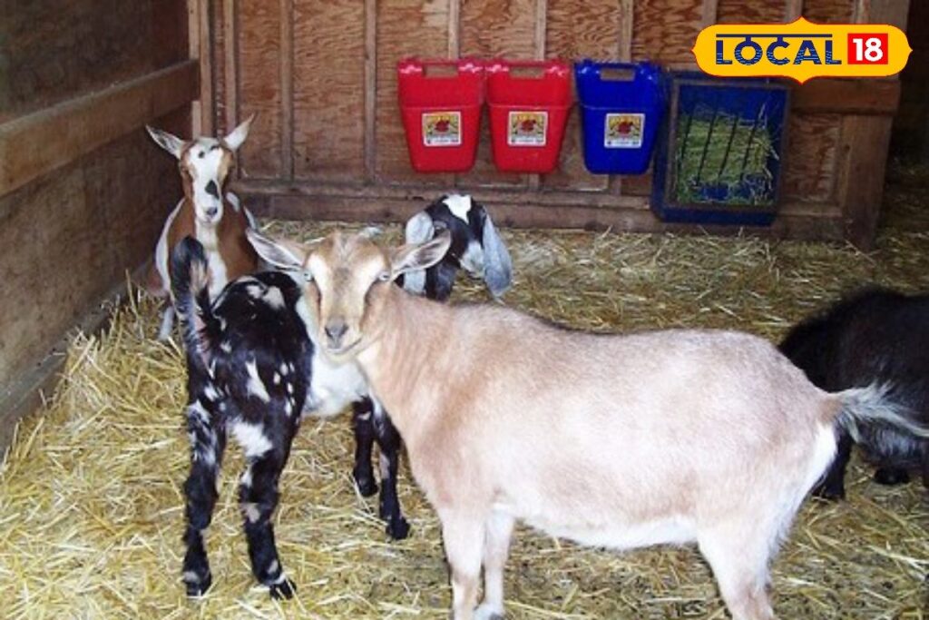 HYP_5713171_cropped_19012026_152131_stall_for_doe_n_kids_water_1-3x2-1