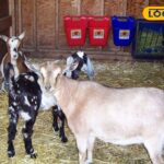 HYP_5713171_cropped_19012026_152131_stall_for_doe_n_kids_water_1-3x2-1