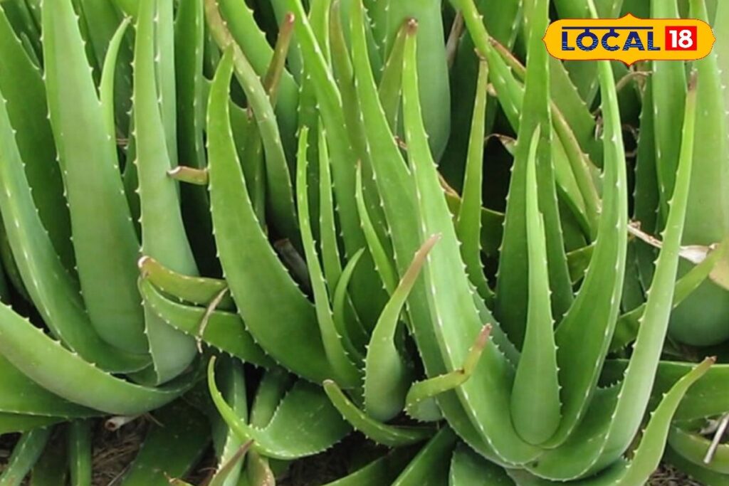 HYP_5715631_cropped_20012026_162643_image_search_1768902975436_2-3x2-1