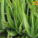 HYP_5715631_cropped_20012026_162643_image_search_1768902975436_2-3x2-1