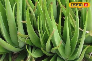 HYP_5715631_cropped_20012026_162643_image_search_1768902975436_2-3x2-1