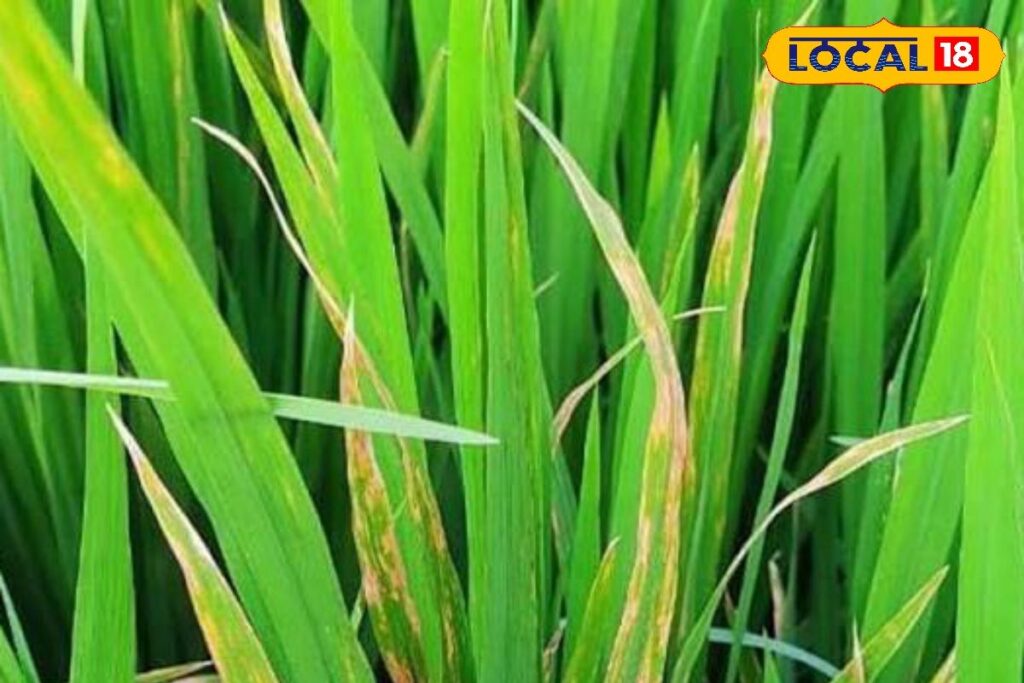 HYP_5715812_cropped_20012026_172651_images_38_watermark_200120_2-3x2-1