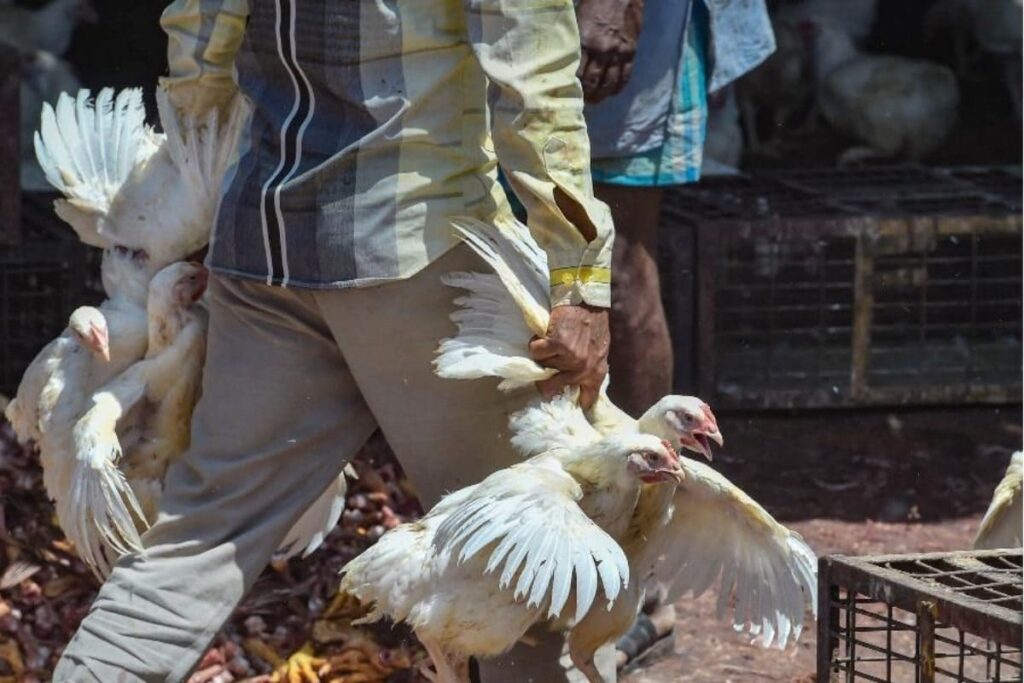 delhi-chicken-2026-01-5a2e5aa74d2cc8607a2ef7f7b539753b-3x2-1