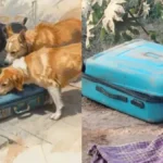 dogsuitcase-1767260218