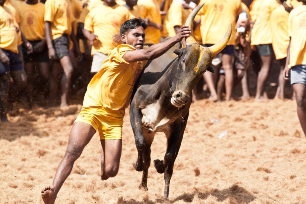 jallikattu-image-6-2026-01-d01b418ed738844cd6afc1ec86ceeddb-3x2-1