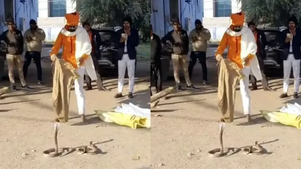 snakedses-1768462433