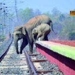 AI-technology-to-save-elephants-2026-02-5cc9a8e9e42525a8a2a453ec789a3499-3x2-1