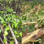 DAMAGE-2026-02-5ccb18ed9d8a3e5a3a9a797d0e981333-1200x800-1