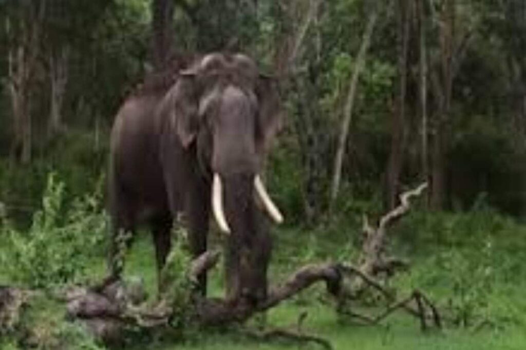 Elephant-3-2026-02-132140af9072c2ae86a24501a2b599bb-3x2-1