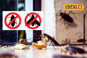 HYP_5754960_homeremediestocontrolfliesandcockroaches_6-3x2-1