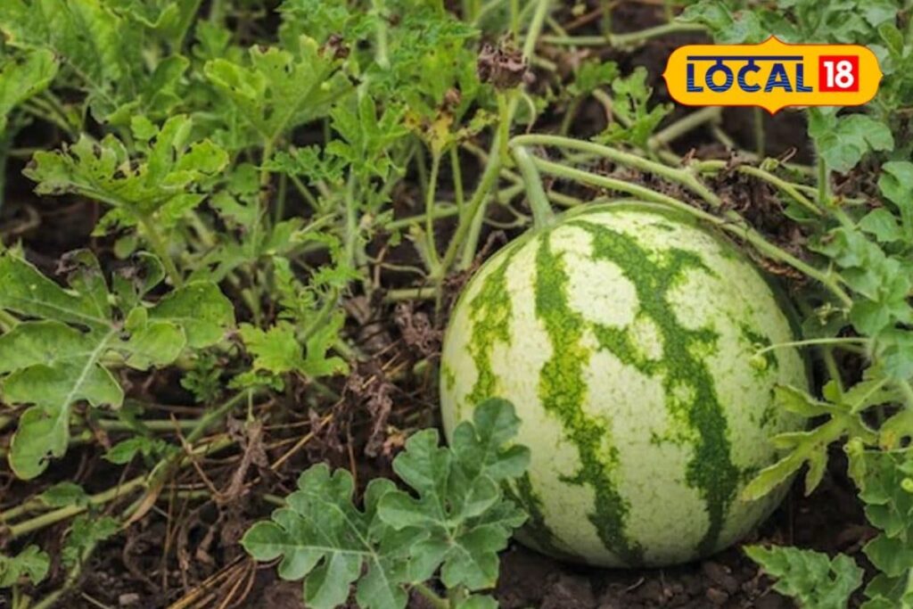 HYP_5764961_taiwansupreetvarietywatermelons_2-3x2-1