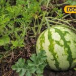 HYP_5764961_taiwansupreetvarietywatermelons_2-3x2-1
