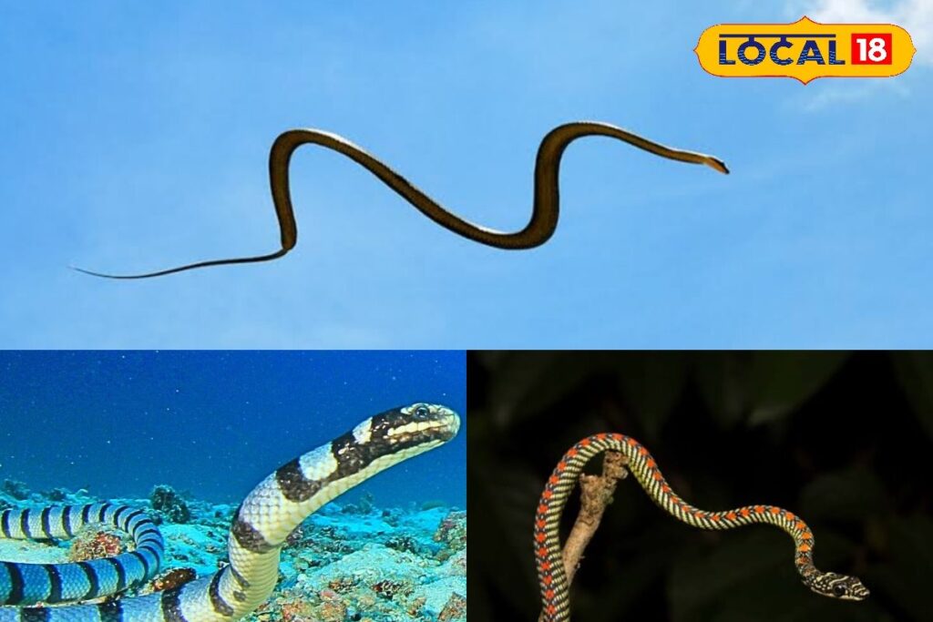 HYP_5769203_cropped_17022026_122649_inshot_20260217_122635639__1-3x2-1