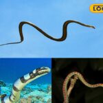 HYP_5769203_cropped_17022026_122649_inshot_20260217_122635639__1-3x2-1