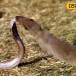 HYP_5769272_cropped_17022026_125543_cobramongoose_watermark_17_1-3x2-1