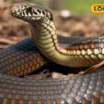 HYP_5770615_cropped_18022026_010517_images_66_watermark_180220_1-3x2-1