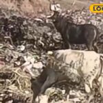 HYP_5772556_cropped_18022026_230929_img_20260218_225357_waterm_2-3x2-1