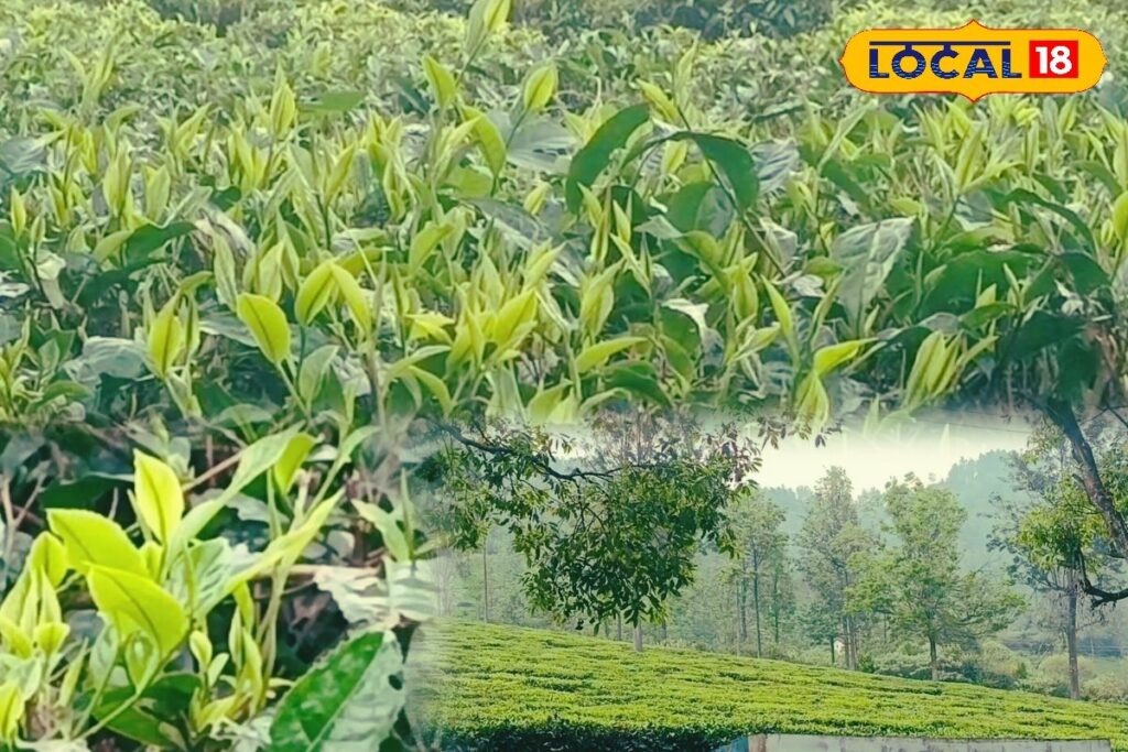 HYP_5788930_cropped_27022026_155928_inshot_20260227_155835503__1-1200x800-1