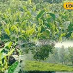 HYP_5788930_cropped_27022026_155928_inshot_20260227_155835503__1-1200x800-1