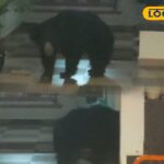 HYP_5789803_cropped_28022026_081248_inshot_20260228_080150147__1-1200x800-1