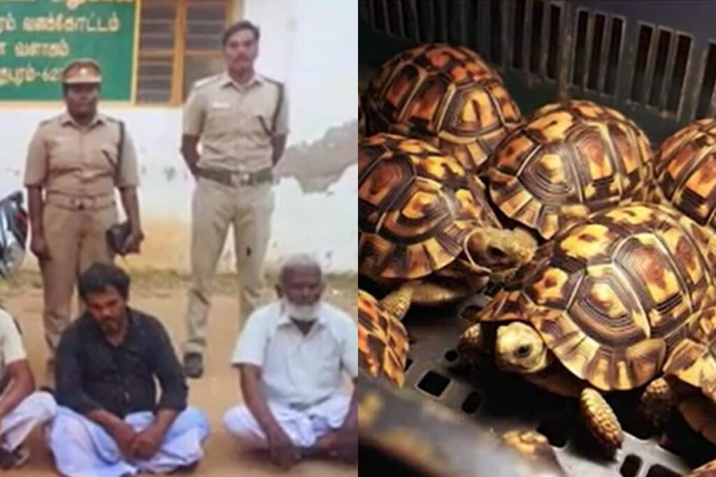 Star-tortoise-2026-02-ce566723a8d06cff1e3899ce850a8621-3x2-1