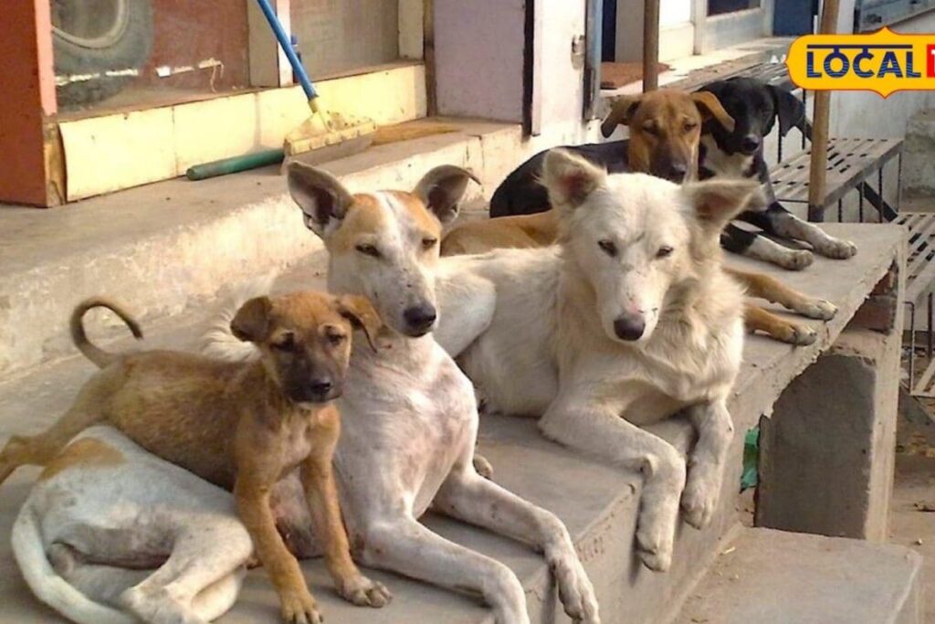 Stray-dog-shelter-Chennai-1-2026-02-2c7863412e887529e098c493d3f12106-3x2-1