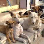 Stray-dog-shelter-Chennai-1-2026-02-2c7863412e887529e098c493d3f12106-3x2-1