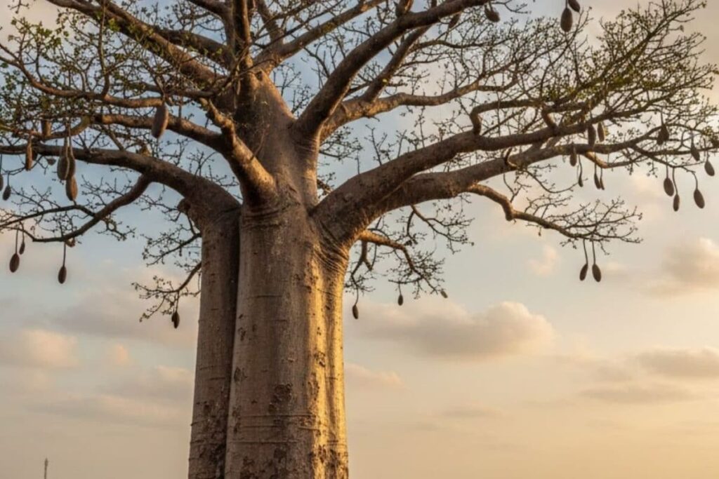 african-tree-in-Rameswaram-2026-02-e52d29494f44c5f83861f983800c8e50-3x2-1